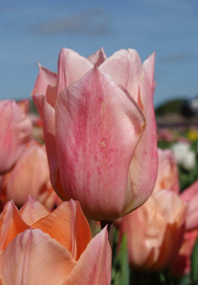 Tulip Single Early - Apricot Beauty - 12/+