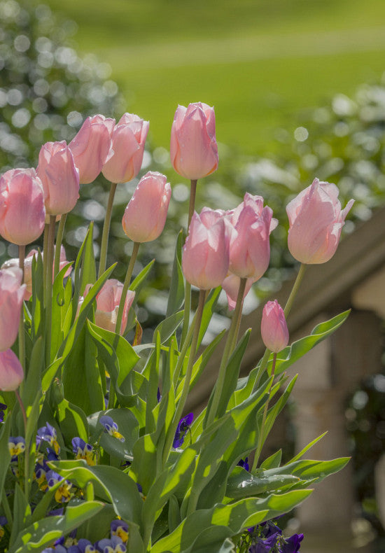 Tulip Single Early - Apricot Beauty - 12/+