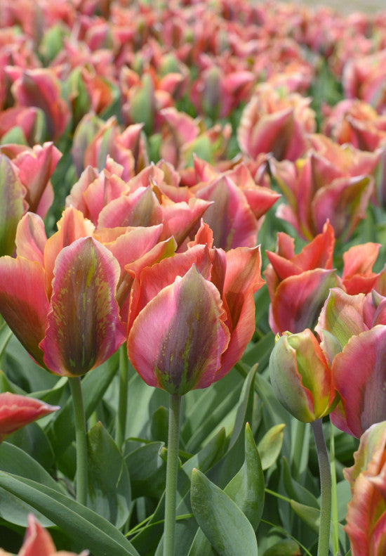 Tulip Viridiflora -  Artist - 12/+