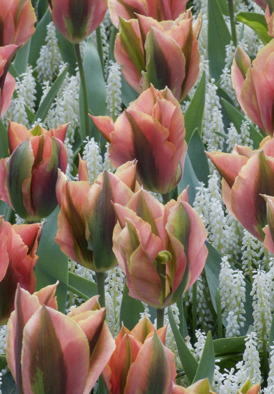Tulip Viridiflora -  Artist - 12/+