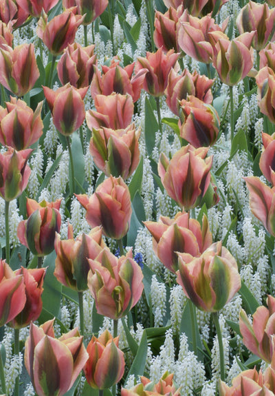 Tulip Viridiflora -  Artist - 12/+