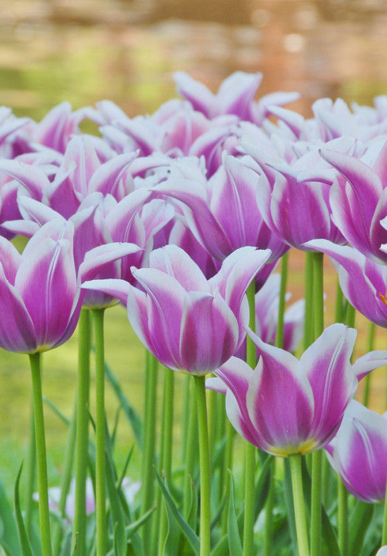 Tulip Lilyflowering - Ballade - 12/+