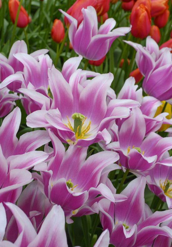Tulip Lilyflowering - Ballade - 12/+