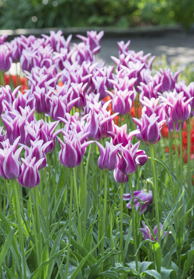 Tulip Lilyflowering - Ballade - 12/+
