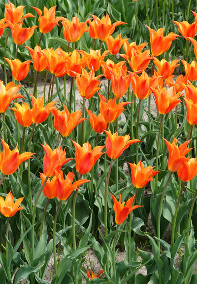 Tulip Lilyflowering - Ballerina- 12/+