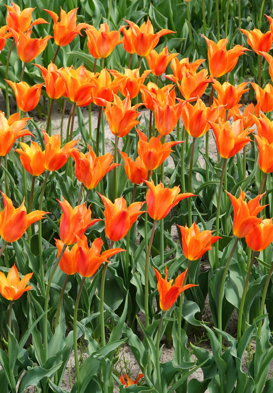 Tulip Lilyflowering - Ballerina- 12/+