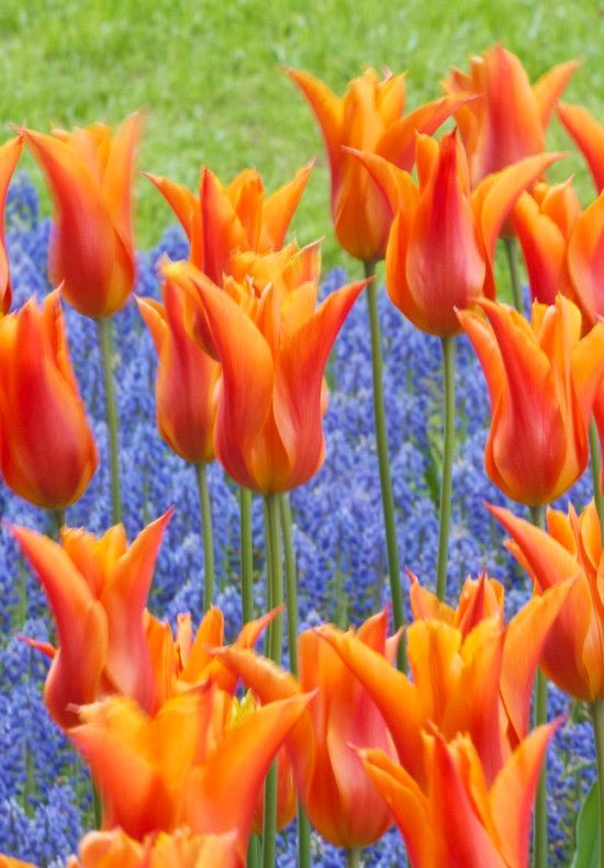 Tulip Lilyflowering - Ballerina- 12/+
