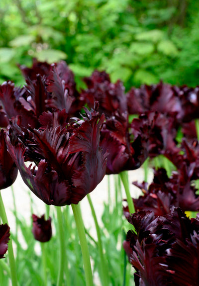 Tulip Parrot - Black Parrot - 12/+
