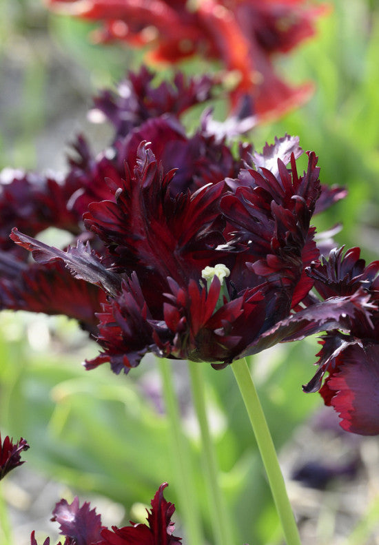 Tulip Parrot - Black Parrot - 12/+