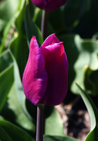 Tulip Triumph - Blue Beauty - 12/+