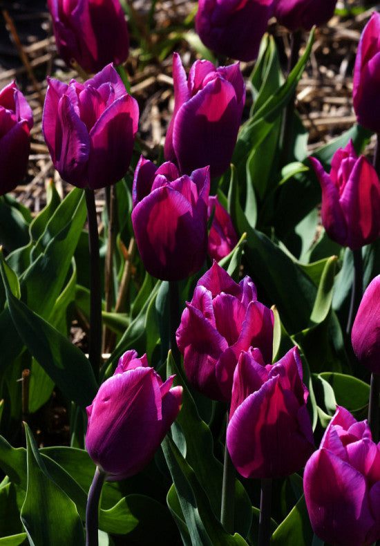Tulip Triumph - Blue Beauty - 12/+