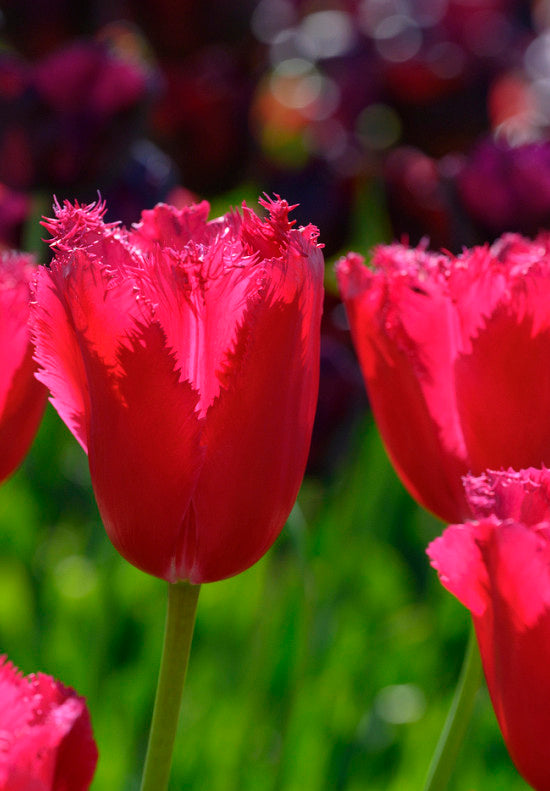 Tulp Fringed - Burgundy Lace - 12/+