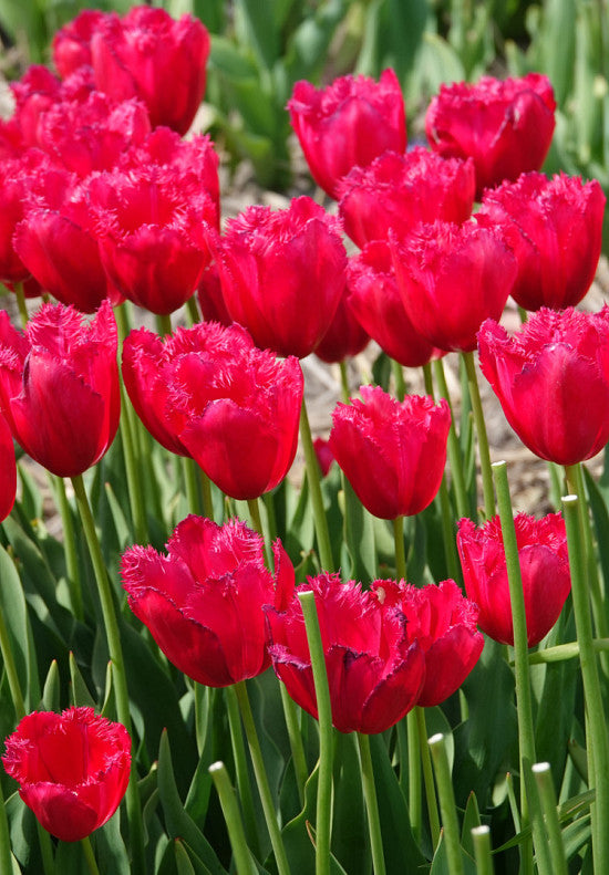 Tulp Fringed - Burgundy Lace - 12/+