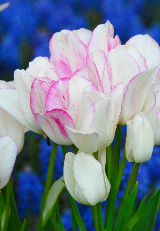 Tulip Multiflowering - Candy Club - 12/+