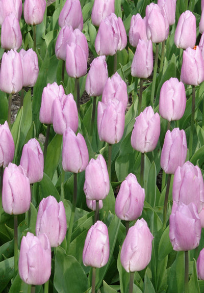 Tulip Triumph - Candy Prince - 12/+
