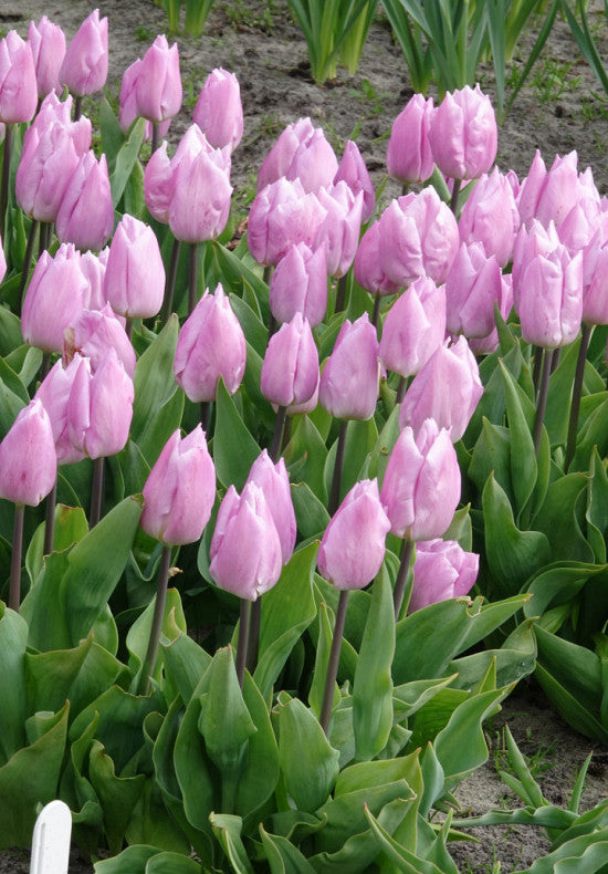Tulip Triumph - Candy Prince - 12/+