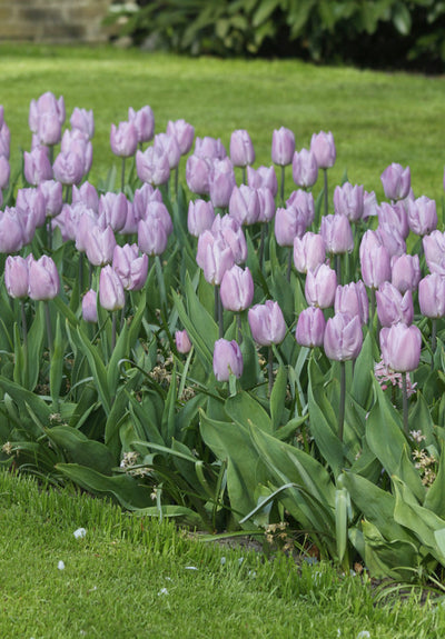 Tulip Triumph - Candy Prince - 12/+