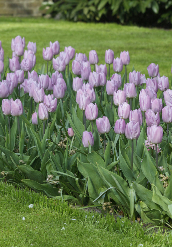 Tulip Triumph - Candy Prince - 12/+