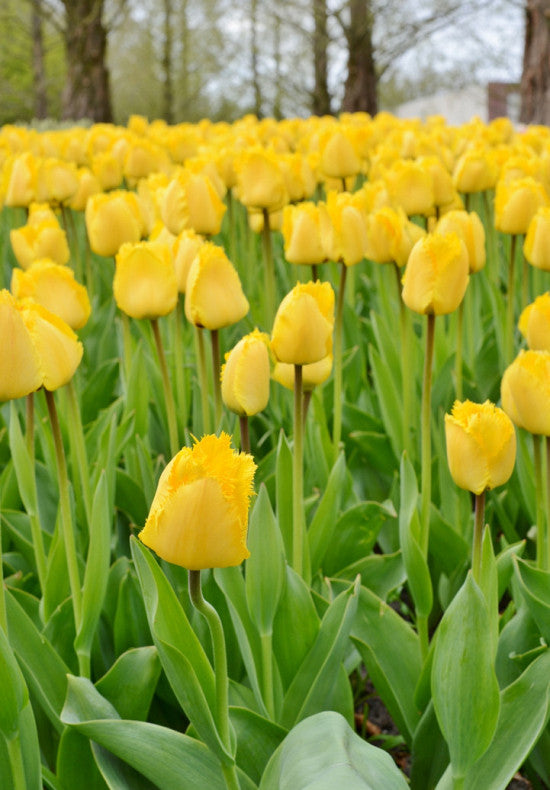 Tulip Fringed - Crystal Star - 12/+