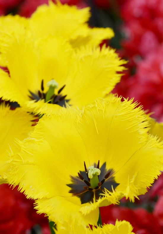 Tulip Fringed - Crystal Star - 12/+