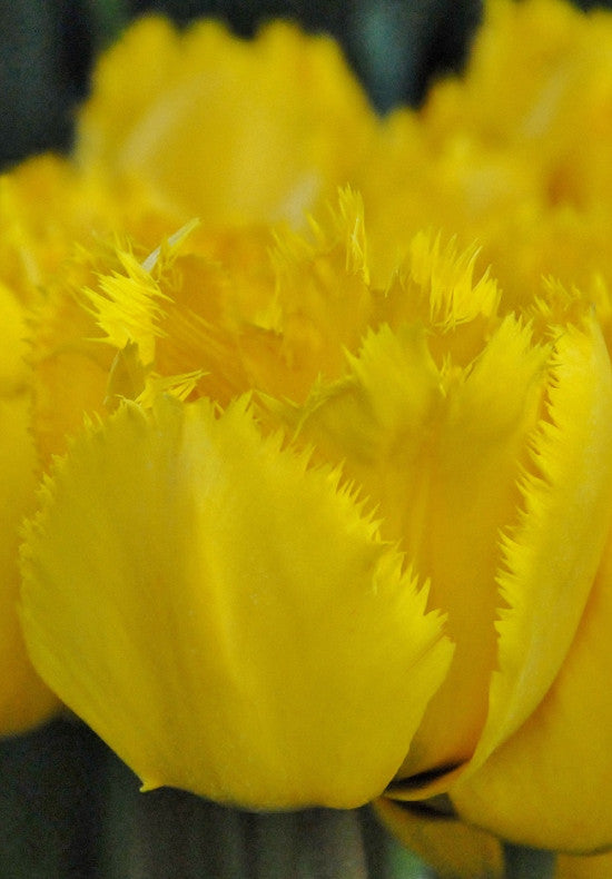 Tulip Fringed - Crystal Star - 12/+