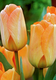 Tulip Darwin Hybride - Daydream - 12/+