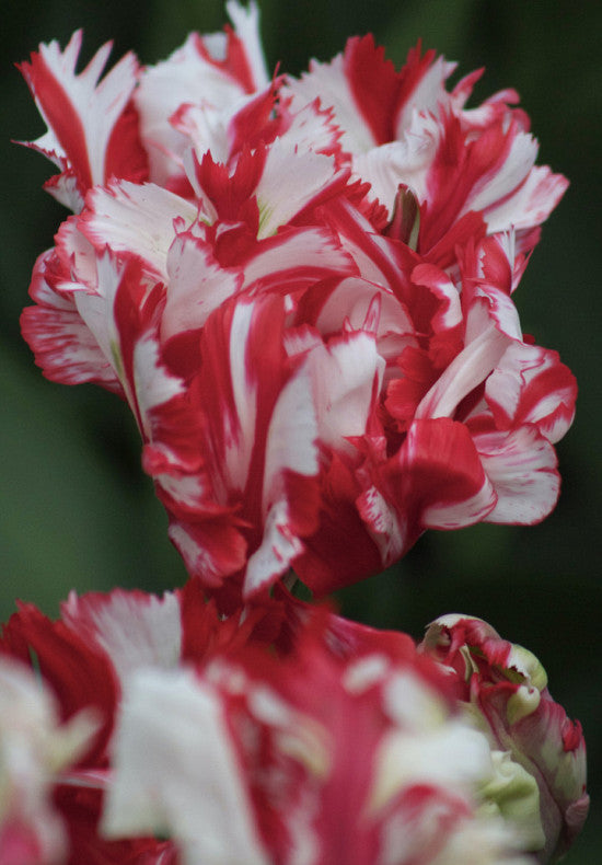 Tulip Parrot -  Estella Rijnveld - 12/+