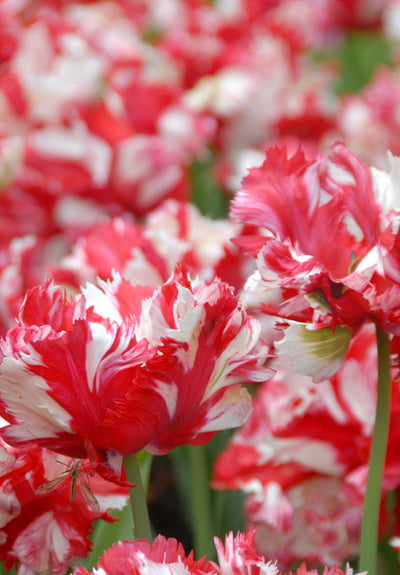 Tulip Parrot -  Estella Rijnveld - 12/+