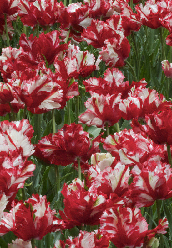 Tulip Parrot -  Estella Rijnveld - 12/+