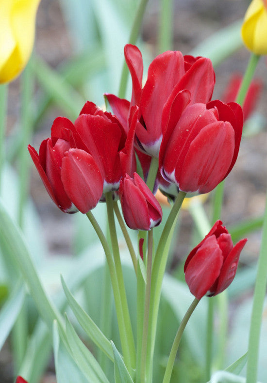 Tulip Multiflowering -  Fiery Club - 12/+