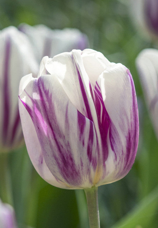 Tulip Triumph -  Flaming Flag - 12/+