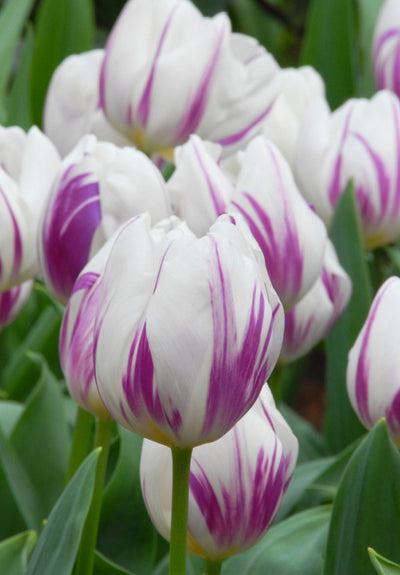 Tulip Triumph -  Flaming Flag - 12/+
