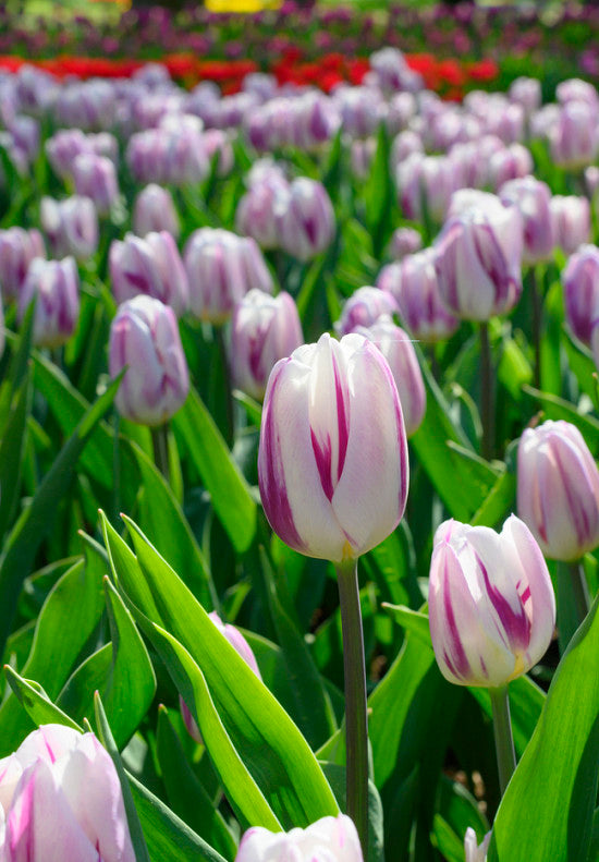 Tulip Triumph -  Flaming Flag - 12/+