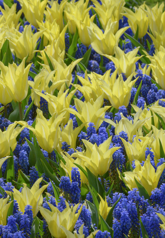 Tulpen Lelieblom - Florijn Chic - 12/+