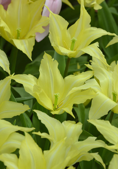 Tulip Lilyflowering - Florijn Chic - 12/+