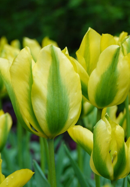 Tulip Viridiflora -  Formosa - 12/+