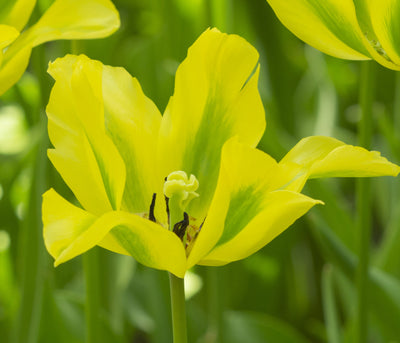 Tulip Viridiflora -  Formosa - 12/+