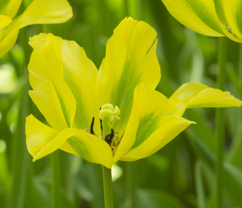 Tulip Viridiflora -  Formosa - 12/+