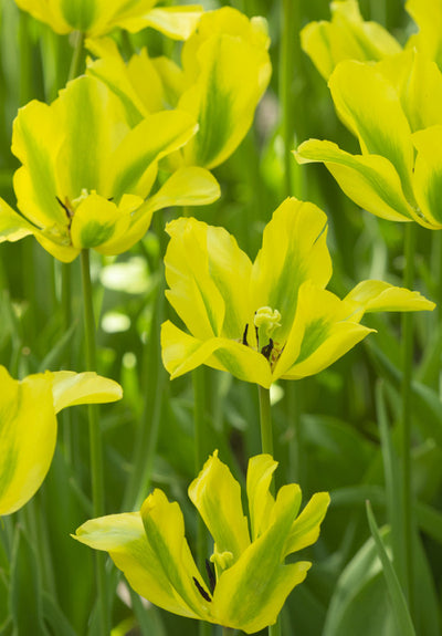 Tulip Viridiflora -  Formosa - 12/+