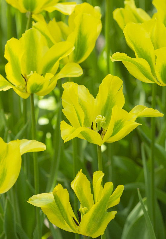 Tulip Viridiflora -  Formosa - 12/+