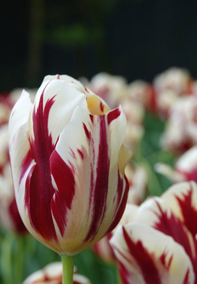 Tulip Triumph -  Grand Perfection - 12/+