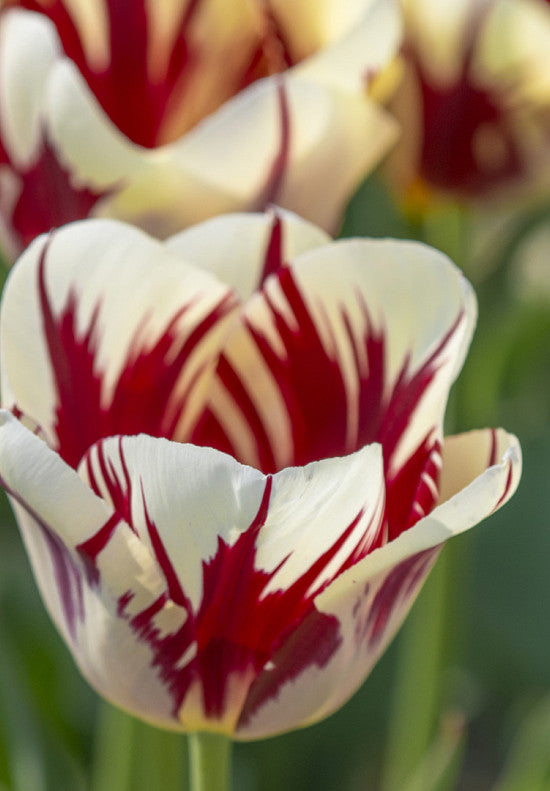 Tulip Triumph -  Grand Perfection - 12/+