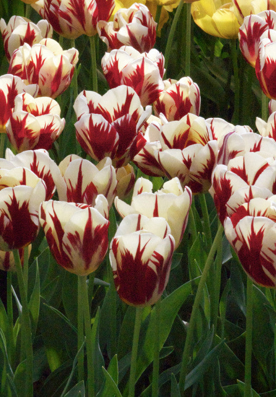 Tulipe Triumph - Grande Perfection - 12/+