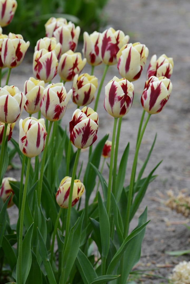 Tulip Triumph -  Grand Perfection - 12/+