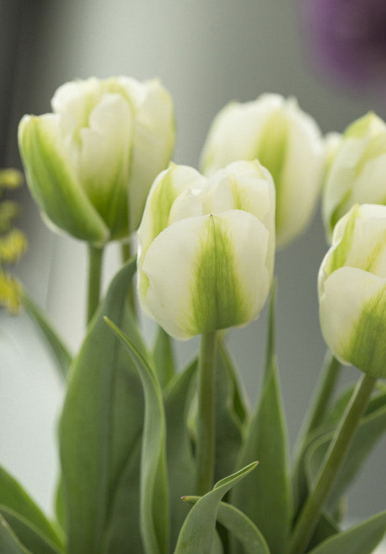 Tulip Triumph - Green Spirit - 12/+