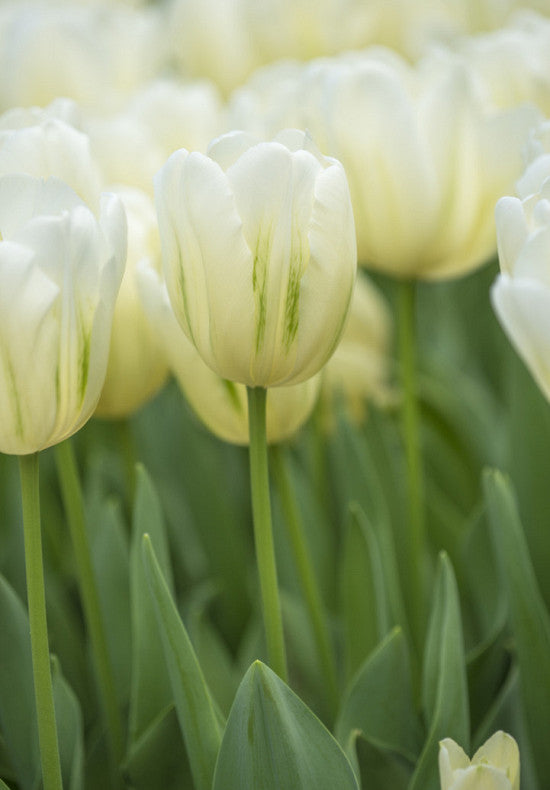 Tulip Triumph - Green Spirit - 12/+