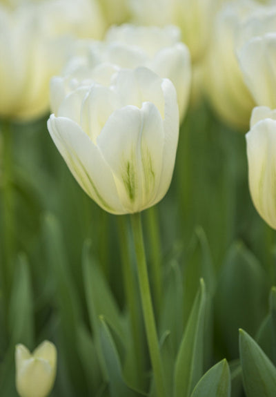Tulip Triumph - Green Spirit - 12/+