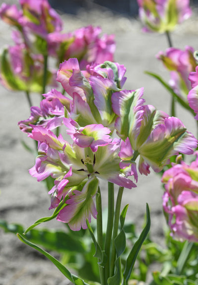 Tulip Parrot -  Green Wave - 12/+