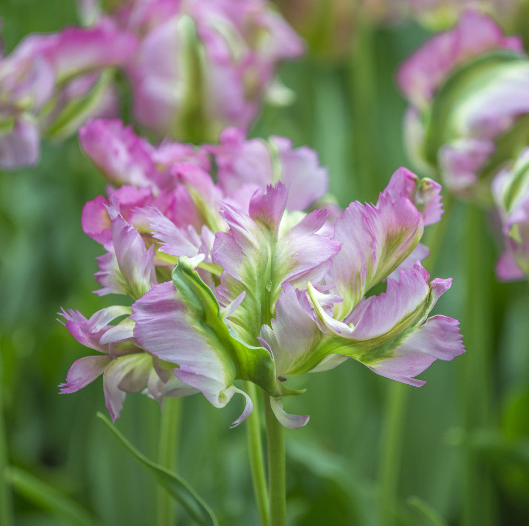 Tulp Papegaai - Groene Golf - 12/+