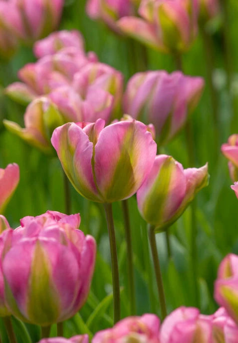 Tulip Viridiflora - Groenland - 12/+